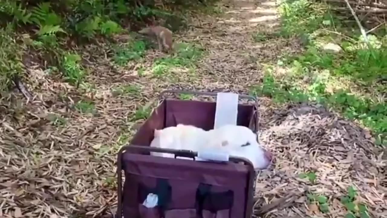 A devoted, loyal bond between a fox and a dog.