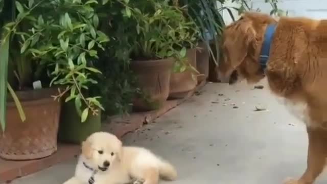 Puppy at play, how lovely