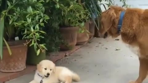 Puppy at play, how lovely