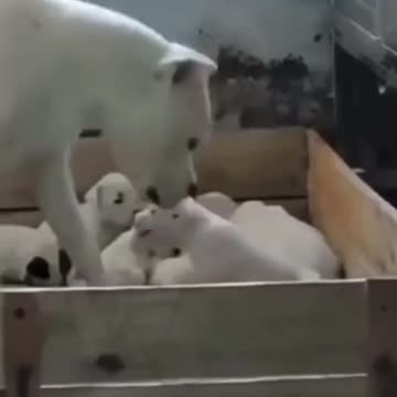 Never Argue With Your Mother