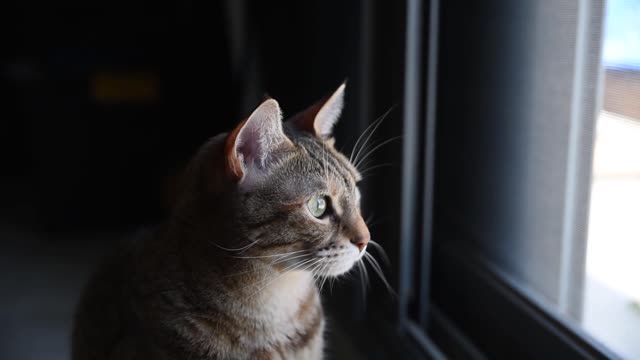 A gray cat stares out the window.