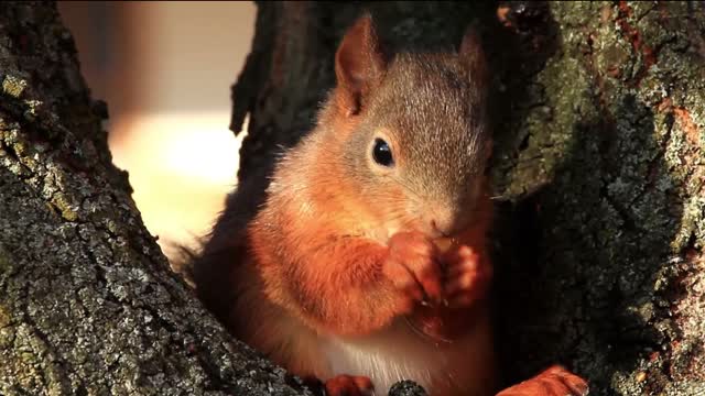 Little squirrel eating pine nuts