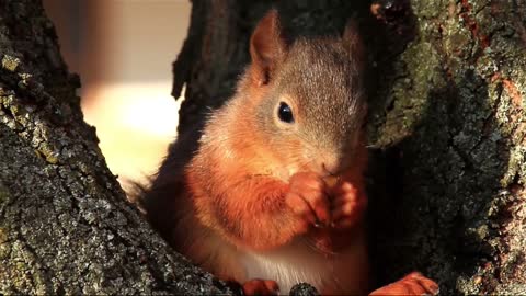 Little squirrel eating pine nuts