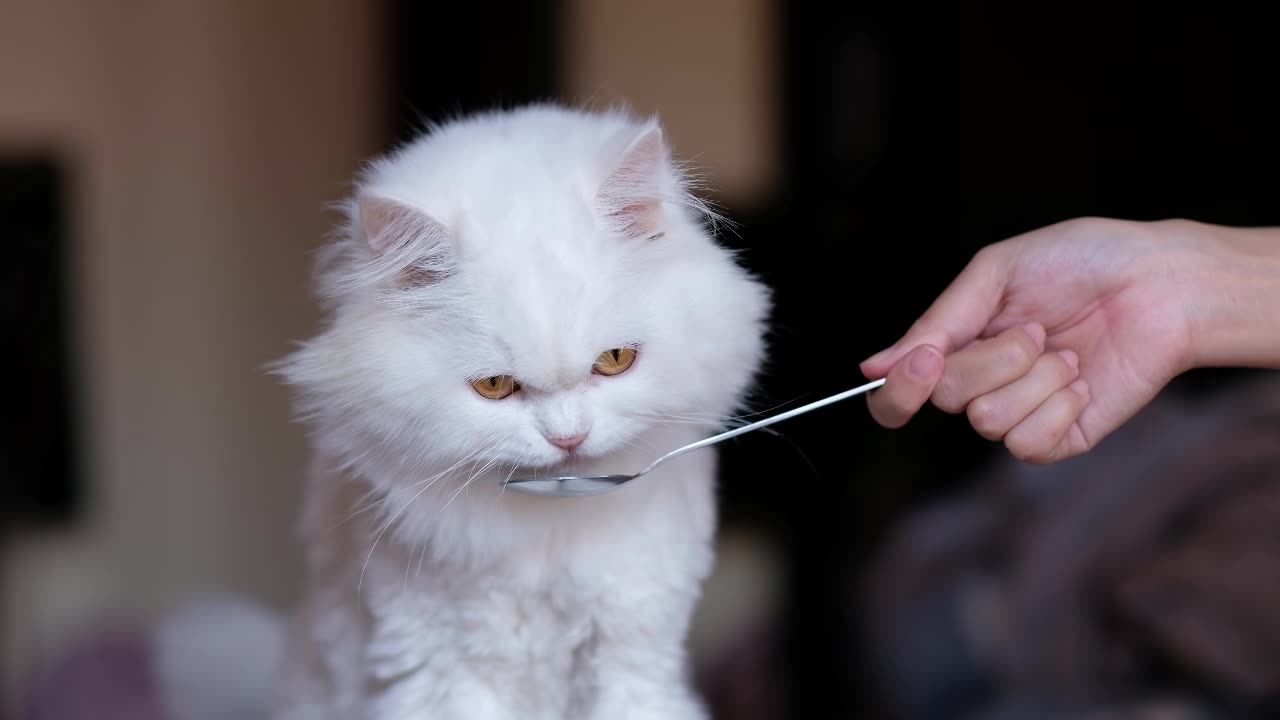 cat feeding