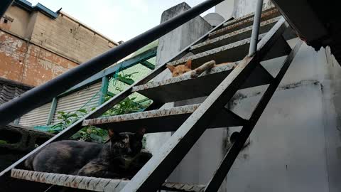 A black cat is looking at me on the steel steps.