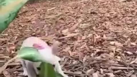 Funny Baby Animals