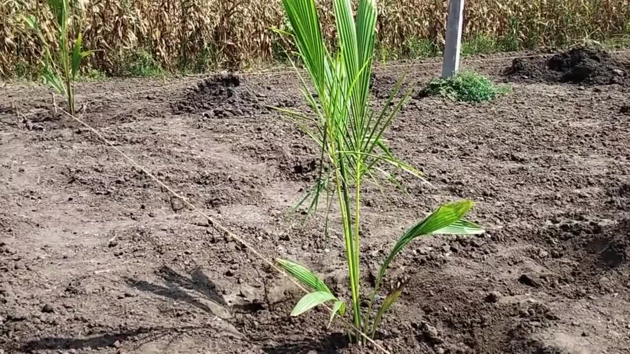 How to plant coconut tree / Coconut planting method / Coconut Tree Farming / Organic Coconut Farming