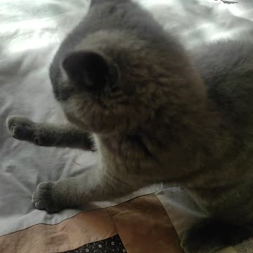 Kitten Falling Down 😂😂😂