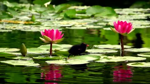Very beautiful ducks playing in a calm lake
