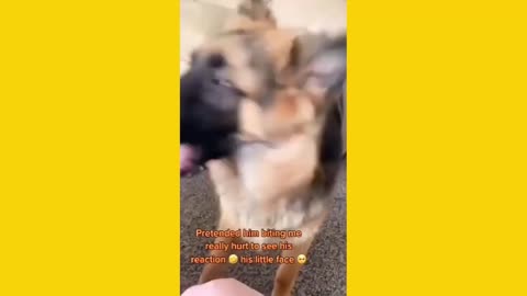 Super Funny Dog Videos From Tiktok!