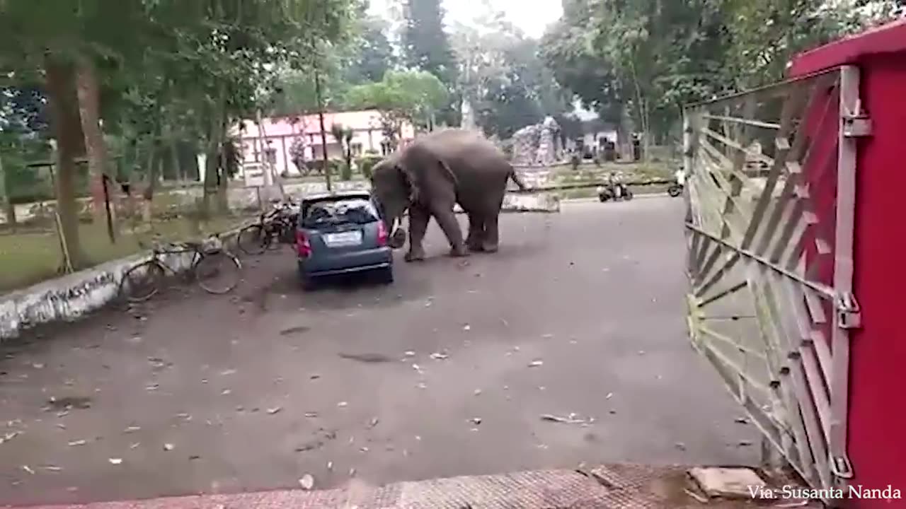 animal funny