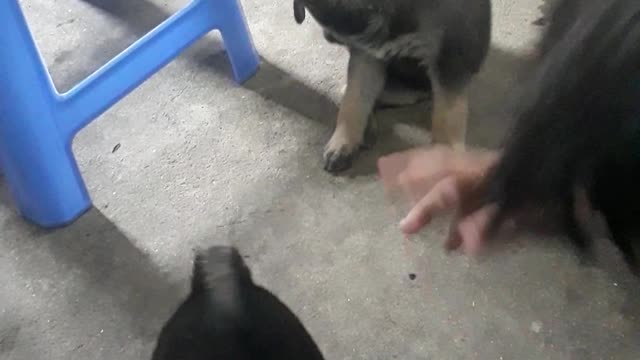 Innocence of puppies. Funny childen
