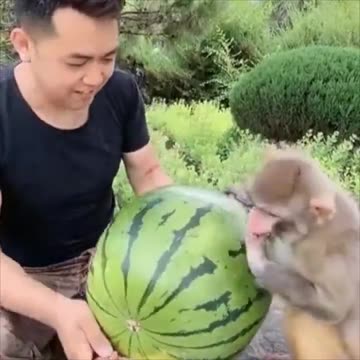 Eating a watermelon together.. 😊