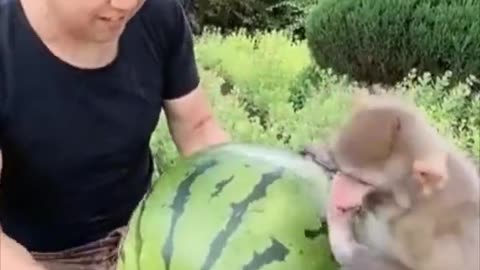 Eating a watermelon together.. 😊