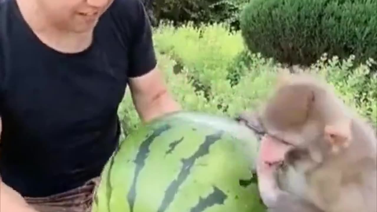 Eating a watermelon together.. 😊