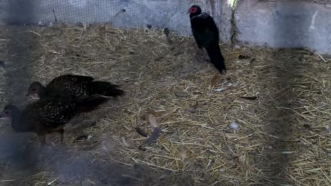 Valley quail and white bobwhite chicks