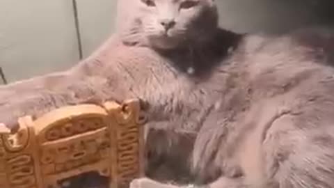 Funny cats family lol!! 😂🤣