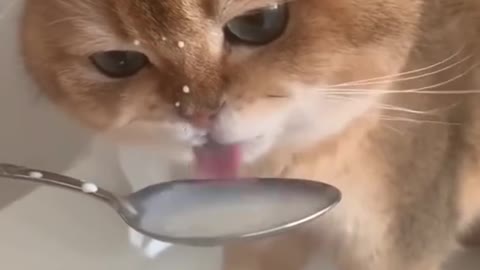 Cute CaT🤭🥰 ll #shorts #ytshorts #youtubeshorts #viralvideo #viral #trending #cute #funny #cat