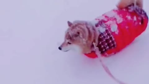 The dog who saw snow for the first time #pet #fyp #dog #puppy #mystyle