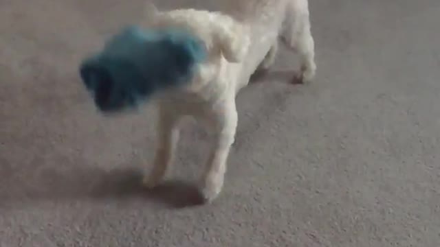 White dog catching blue toy slow motion