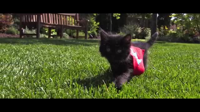 fun cat momi Fly Slow Motion