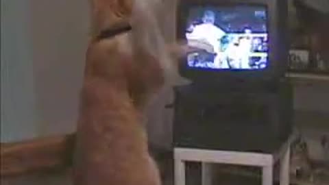 Violence on TV Cat