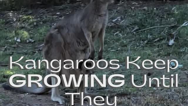 Do You Know? Fact - 007 | Weird Facts | Unknown Facts | Animal Facts #shorts #facts