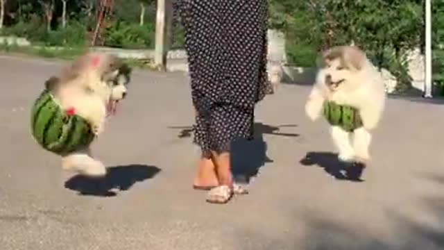 together look so cute and funny Cute puppies