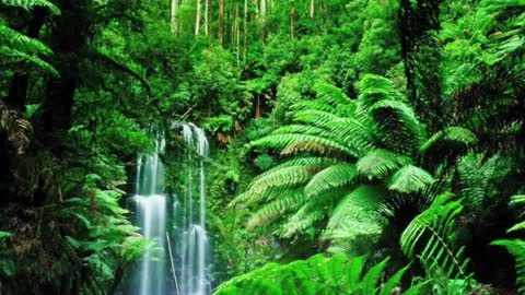 Relaxing Soothing Rainforest Sounds for Meditating Sleep