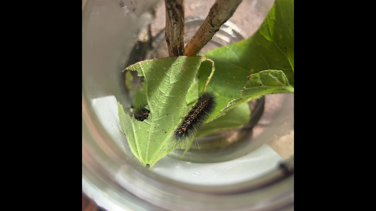 White Peacock Butterfly Caterpillars