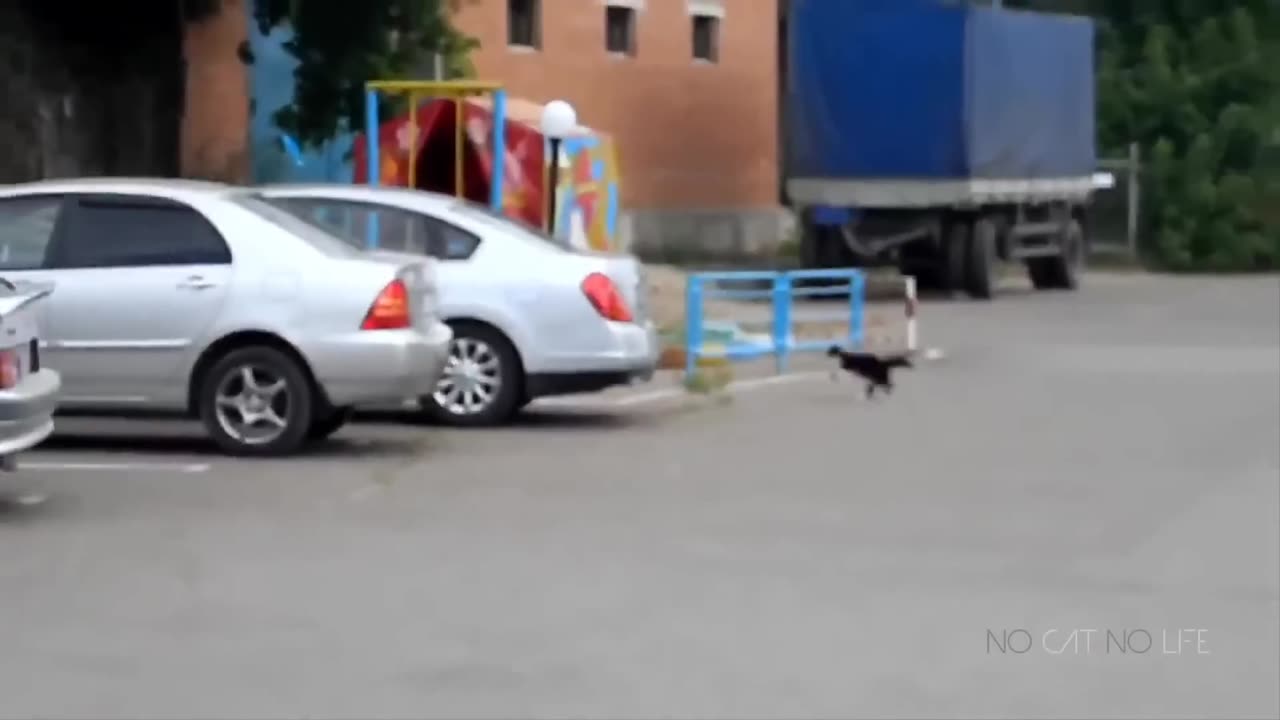 Funny Cats and Dogs Compilation