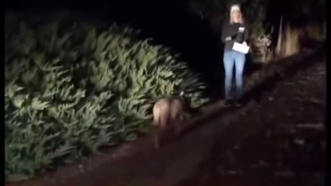 Reporter mistakes a Mountain lion for a Dog & continues to report