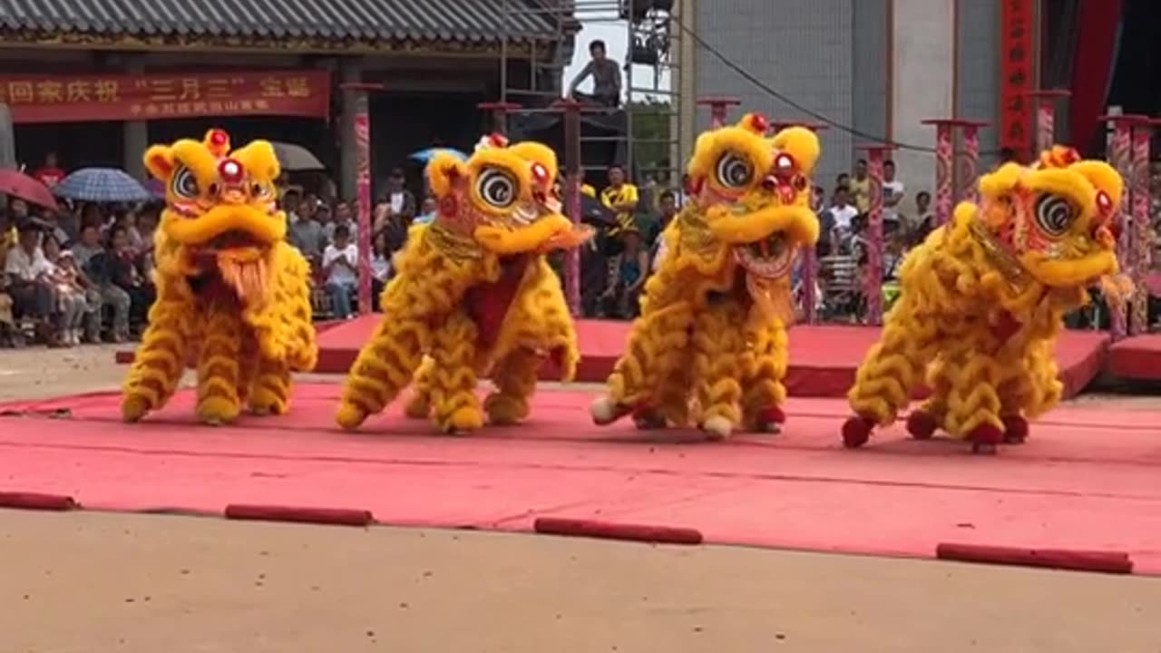 Many lions dance in unison very beautifully