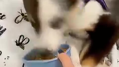 funny pet videos