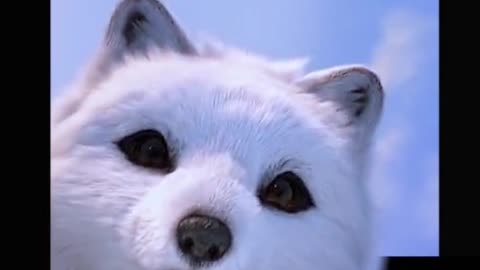 Just like you fox waiting for love in loneliness