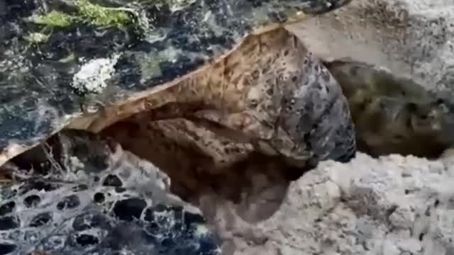 The turtle lays eggs
