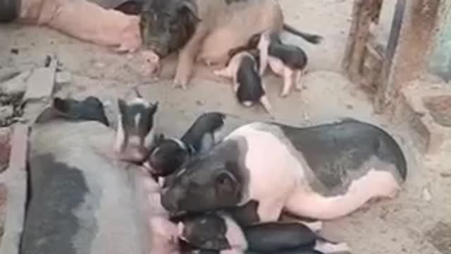 The big boy is shering milk with the babies