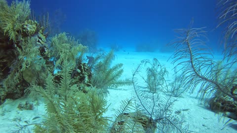 Ocean Triggerfish