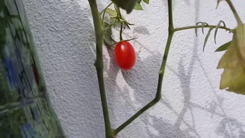 The best way to grow a tomato plant at home.