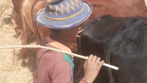 ምርትን ከገለባ መለየት/መውቃት /harvesting