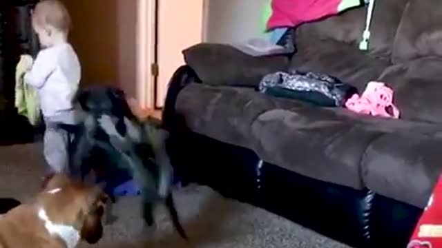 Funny cat video