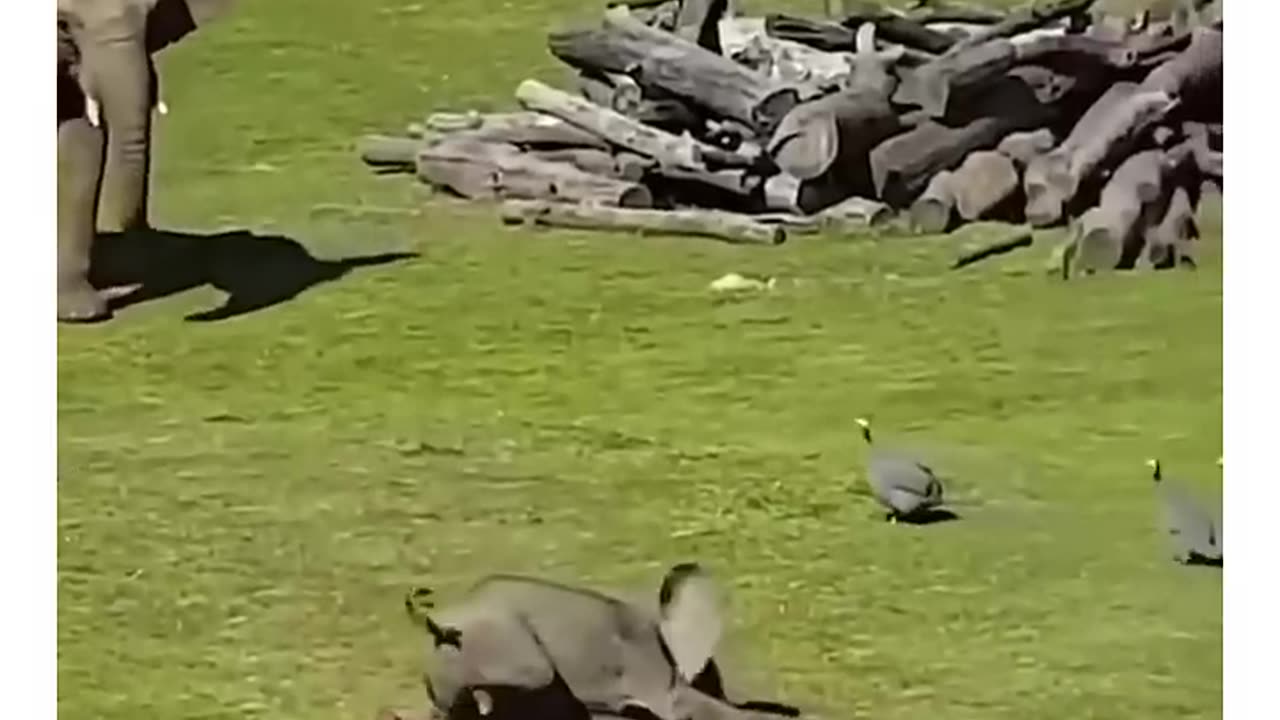 Funny elephant fall🤣😂