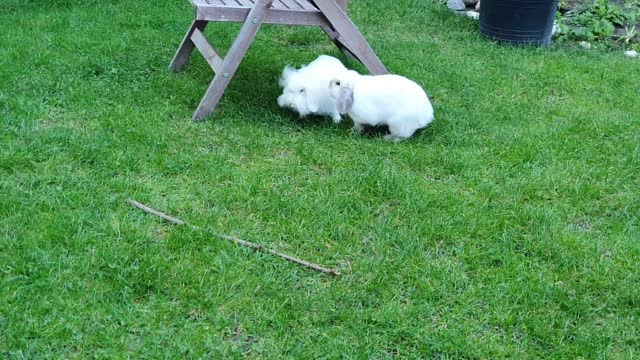 Playing Bunnies ● Bunnies Mating