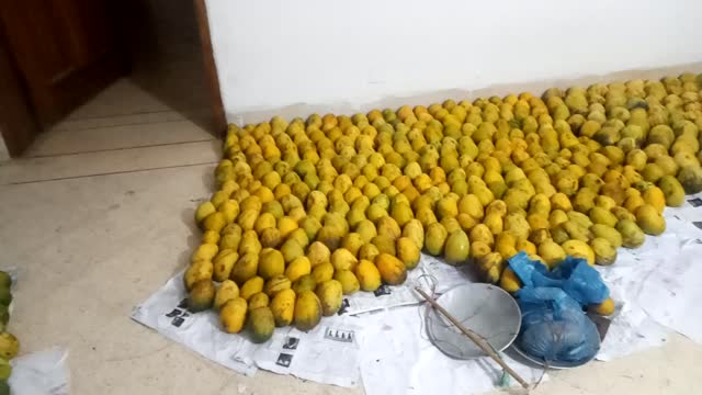 Fresh mangoes