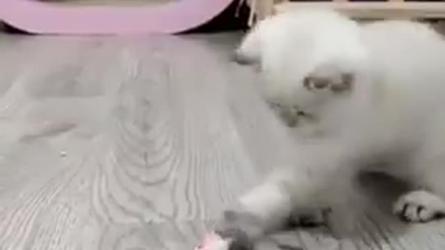 Baby Cats - Cute and Funny Cat Videos Compilation / Aww Animals