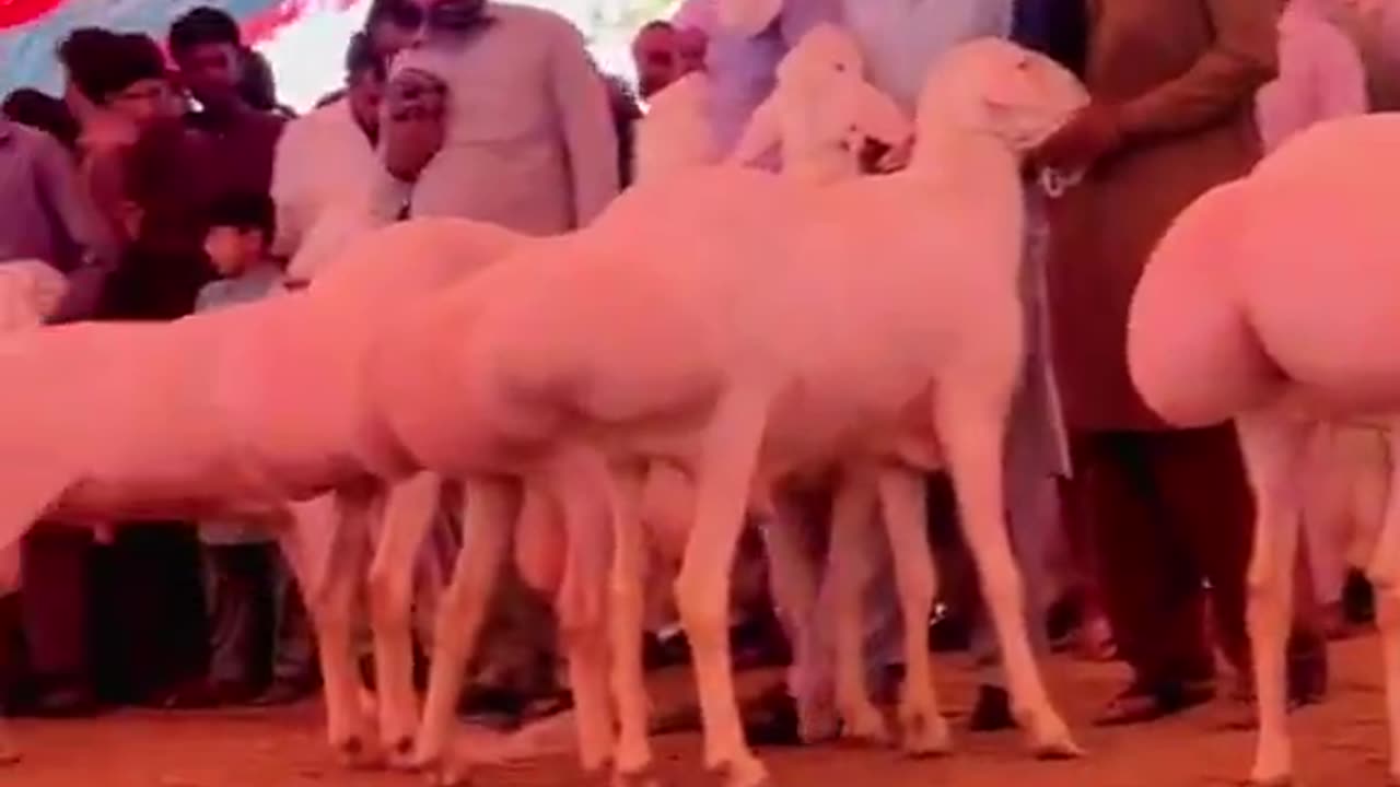 Middle Eastern Girlfriend Contest