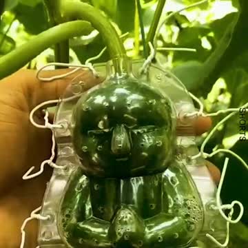 WATCH : Farmer Makes Unique Baby-Shaped Cucumbers! 😍