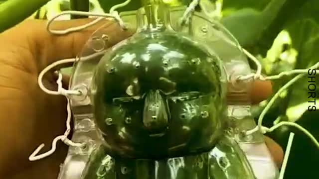 WATCH : Farmer Makes Unique Baby-Shaped Cucumbers! 😍
