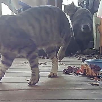 EA S43 - Cat Jumping Cat