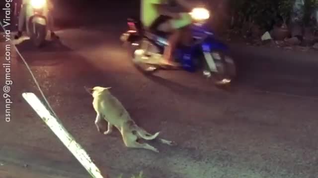 Clever Dog Pretends That He CANNOT WALK. But He CAN | Watch the full video.